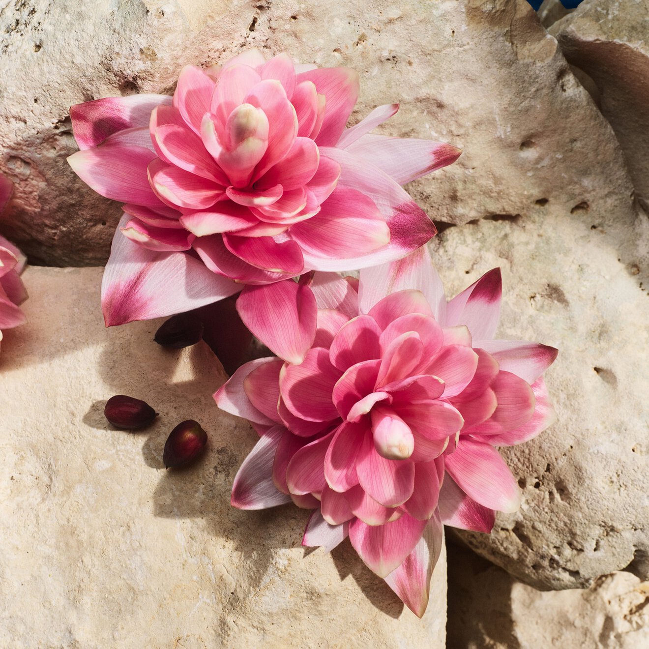 Light Blue Capri In Love Female Eau de Parum