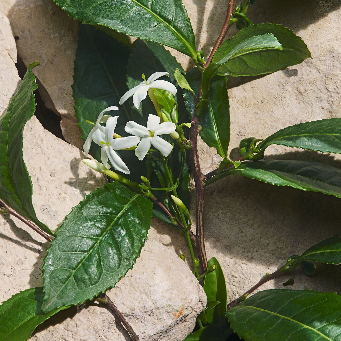 Light Blue Capri In Love Female Eau de Parum