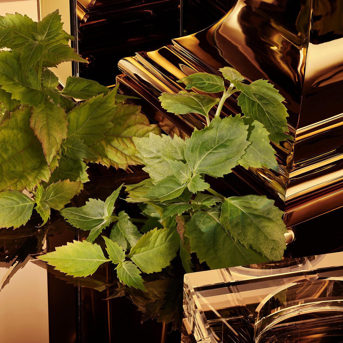 The One For Men Gold Eau de Parfum Intense