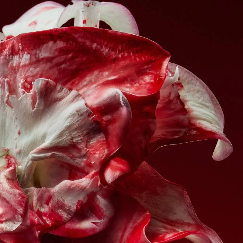 هولي بيري دورسيه للجنسين